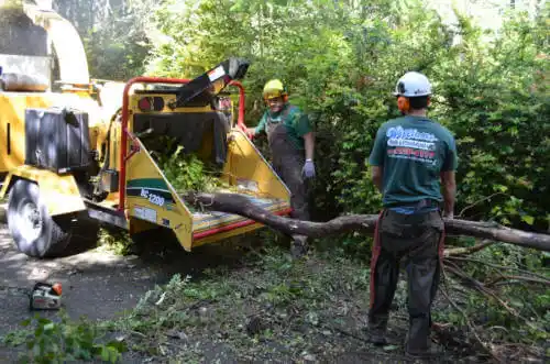 tree services Lanark